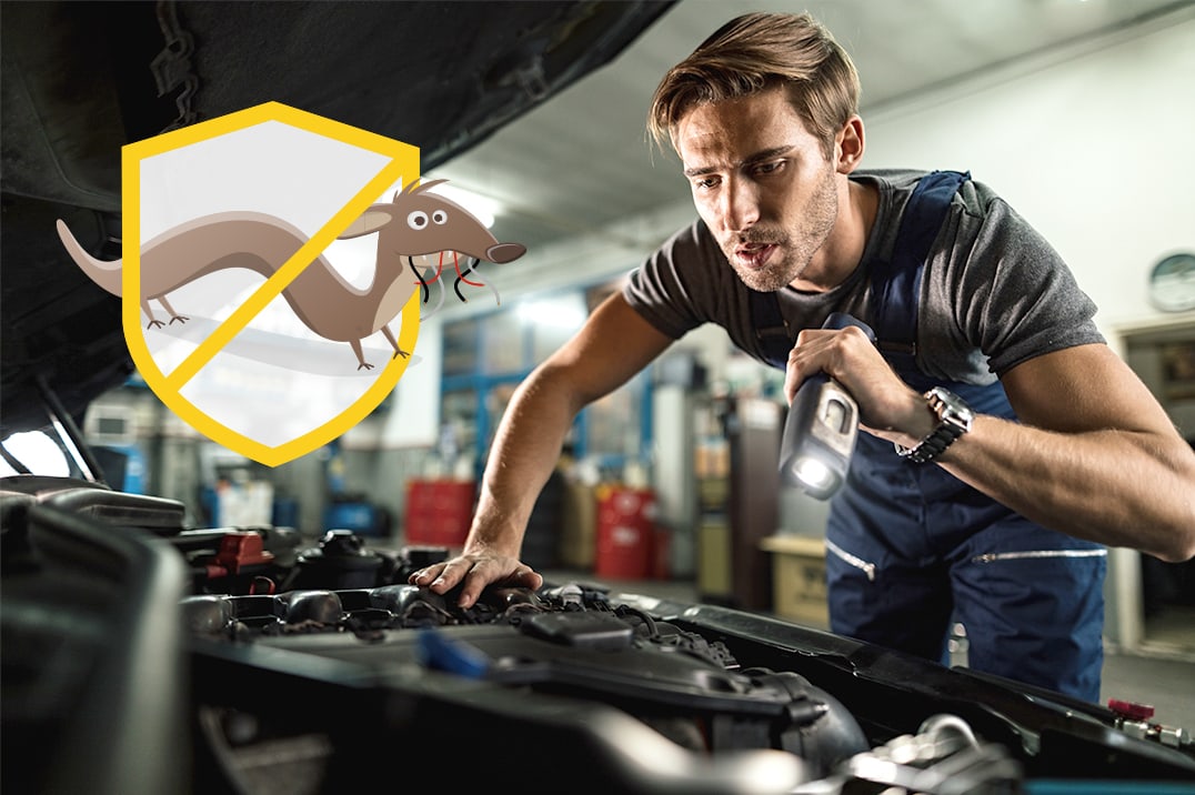 Professioneller Marderschutz Auto